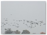 ..Auch die Vögel bereiten ihren Flug in den Süden vor